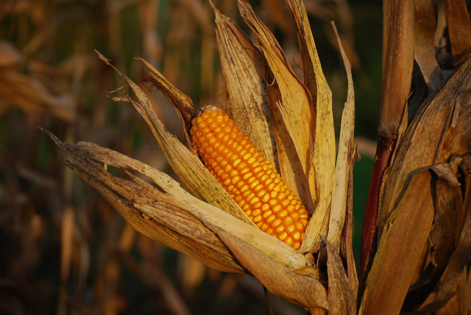 corn stalk