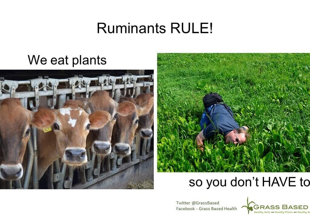 ruminants rule! we (the cows) eat plants so you (the humans) don't have to