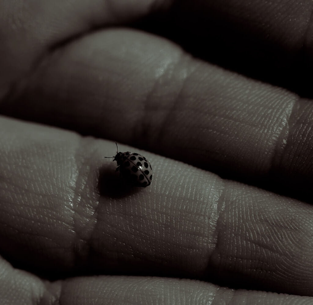 hand holding ladybug duotone