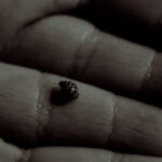 hand holding ladybug duotone