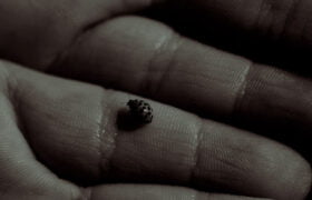 hand holding ladybug duotone