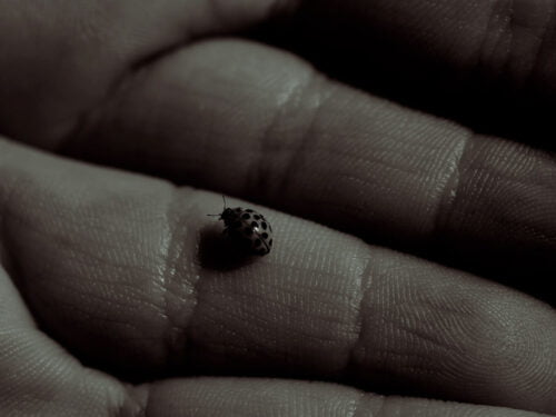 hand holding ladybug duotone