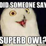 "did someone say superb owl?" (super bowl reference)