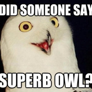 "did someone say superb owl?" (super bowl reference)
