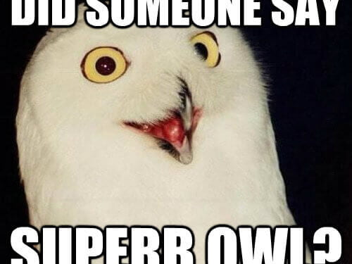 "did someone say superb owl?" (super bowl reference)