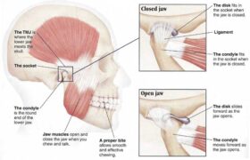 jaw muscles image