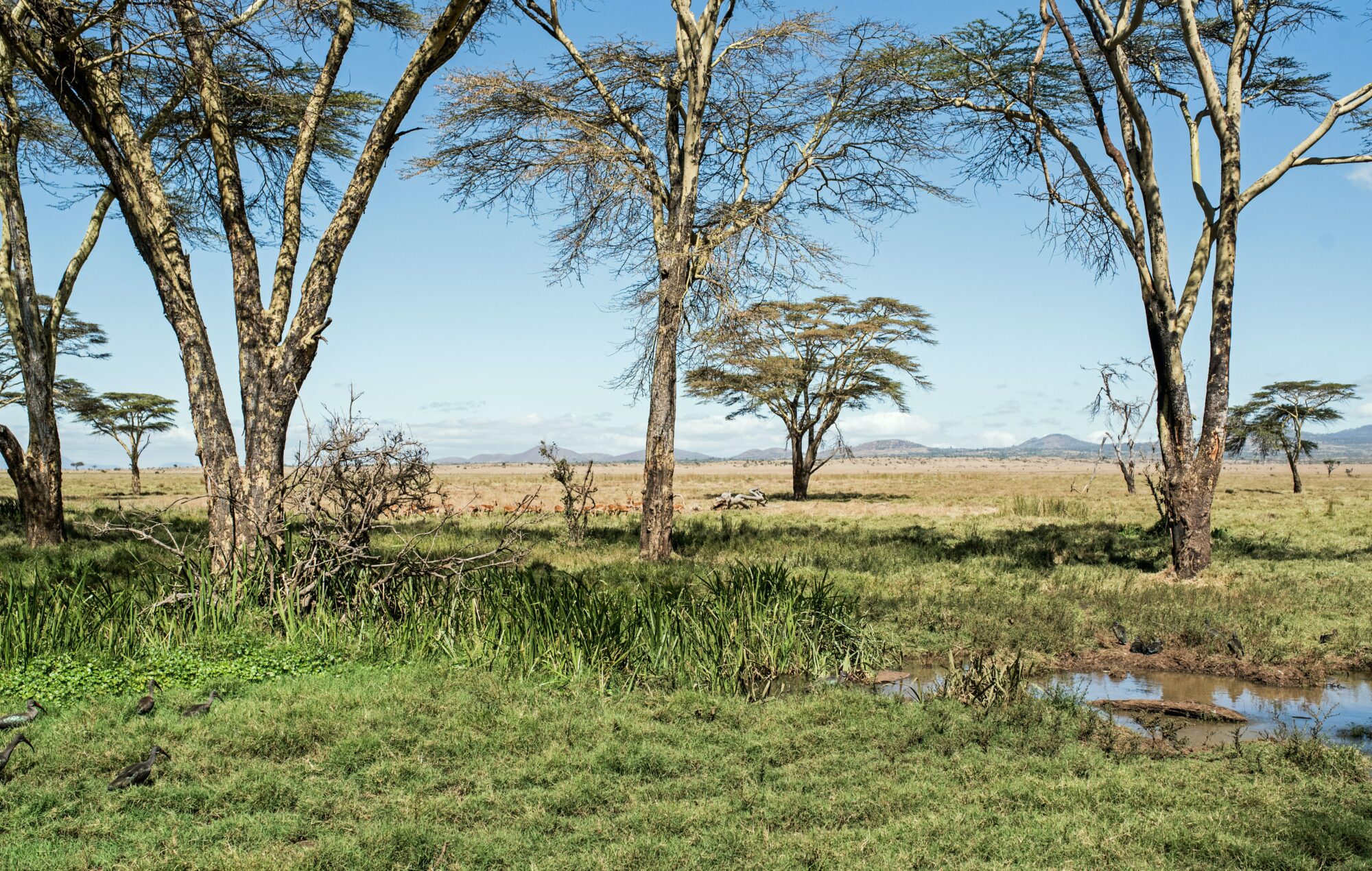 acacia trees