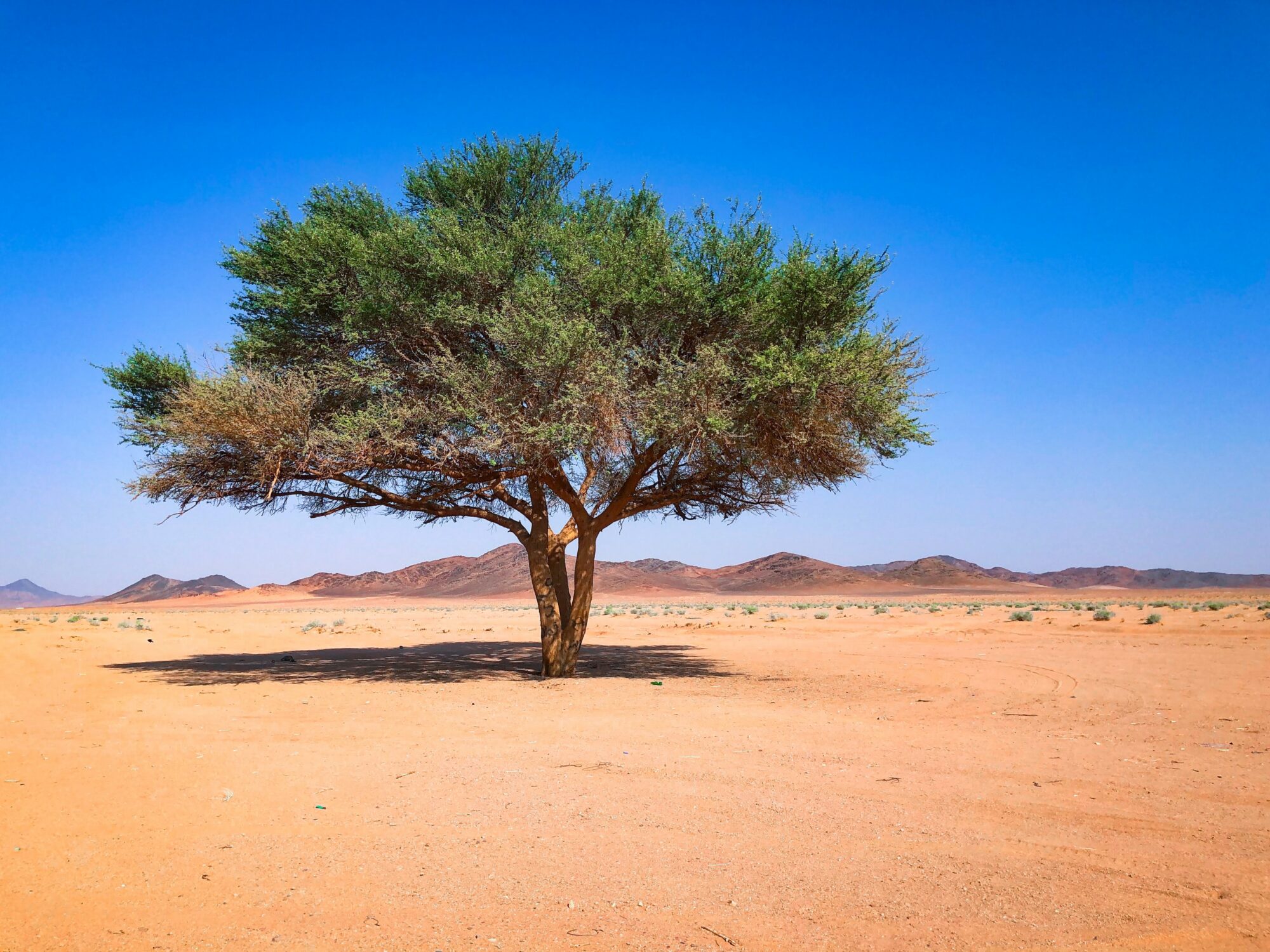 acacia tree