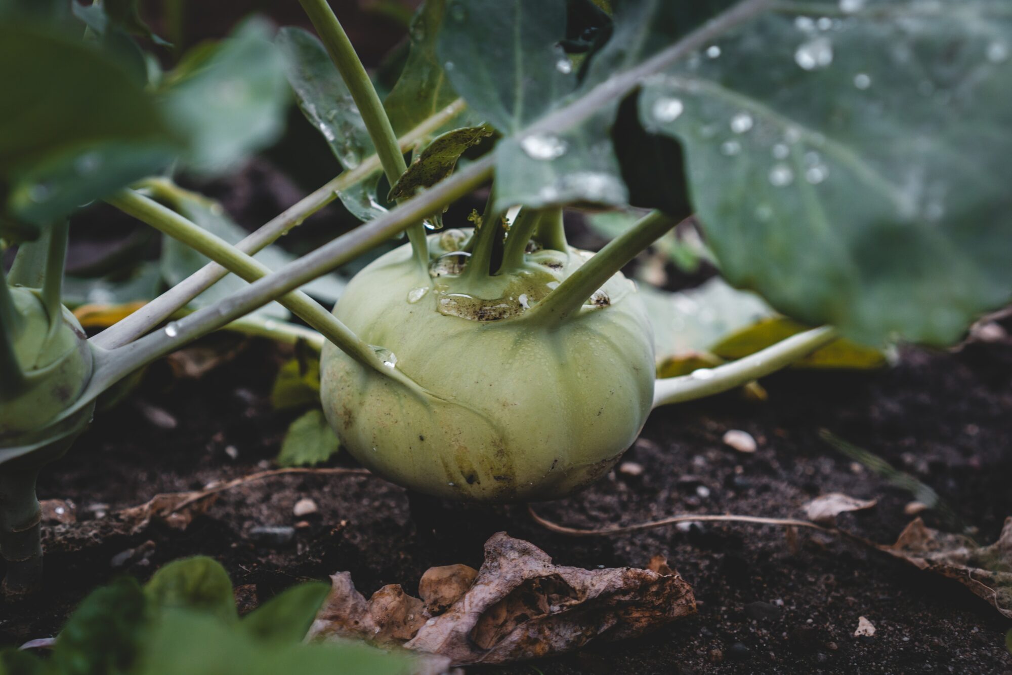 Kohlrabi