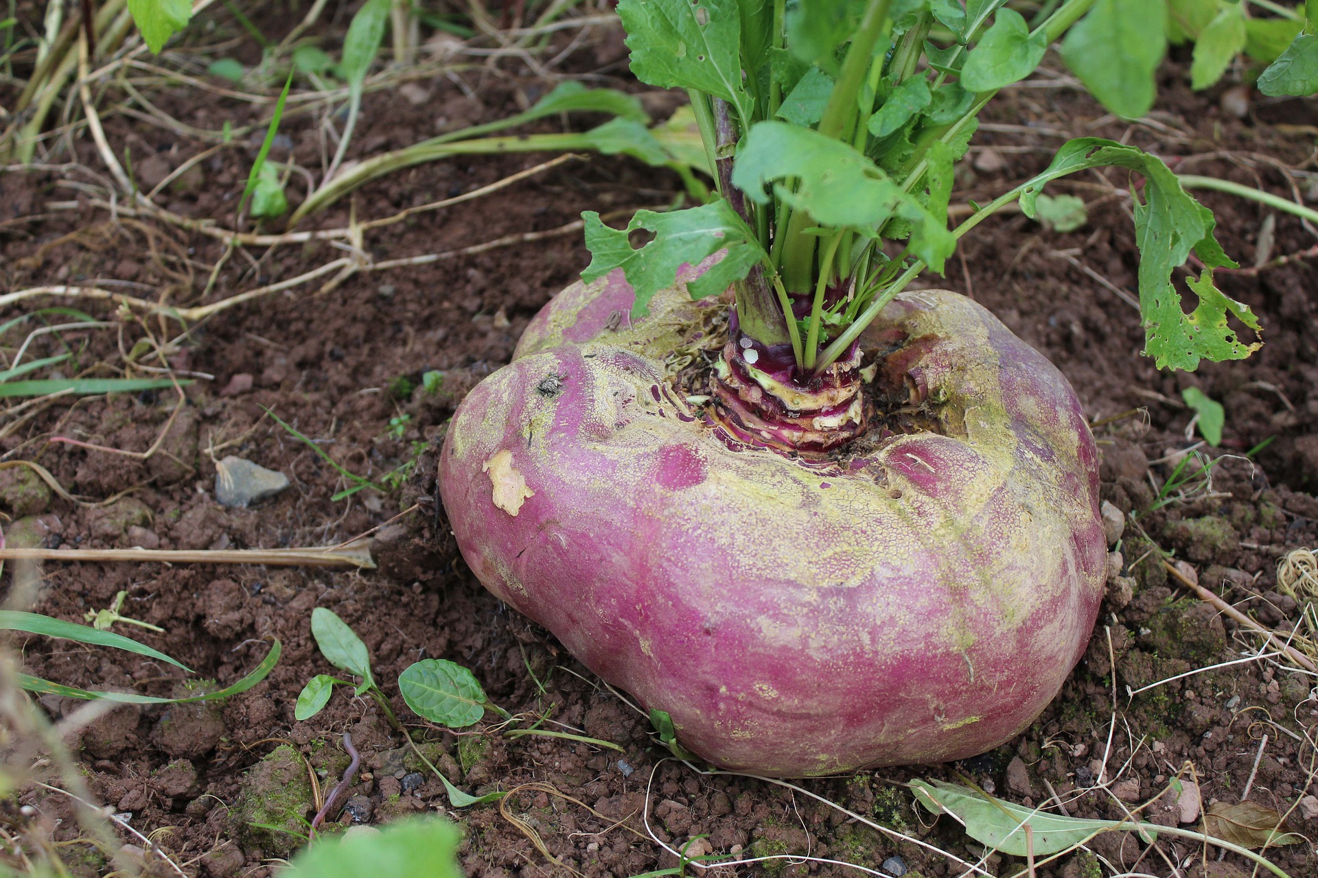 large turnip