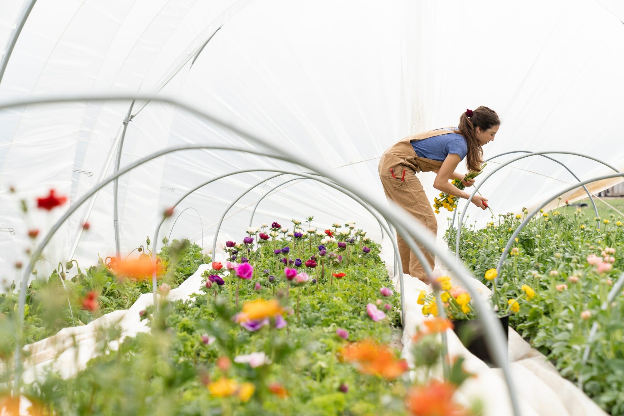 woman picking flowers