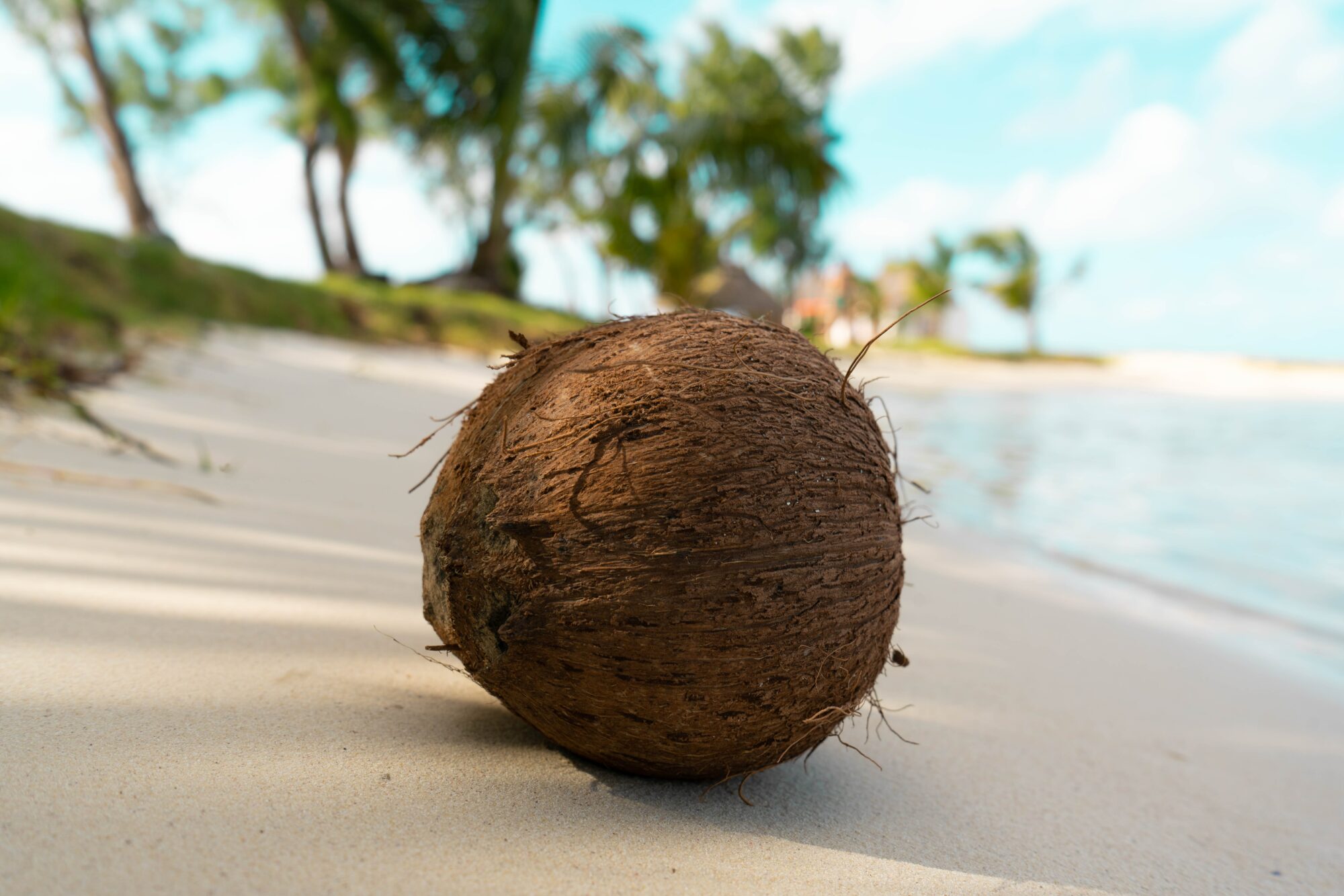 coconut