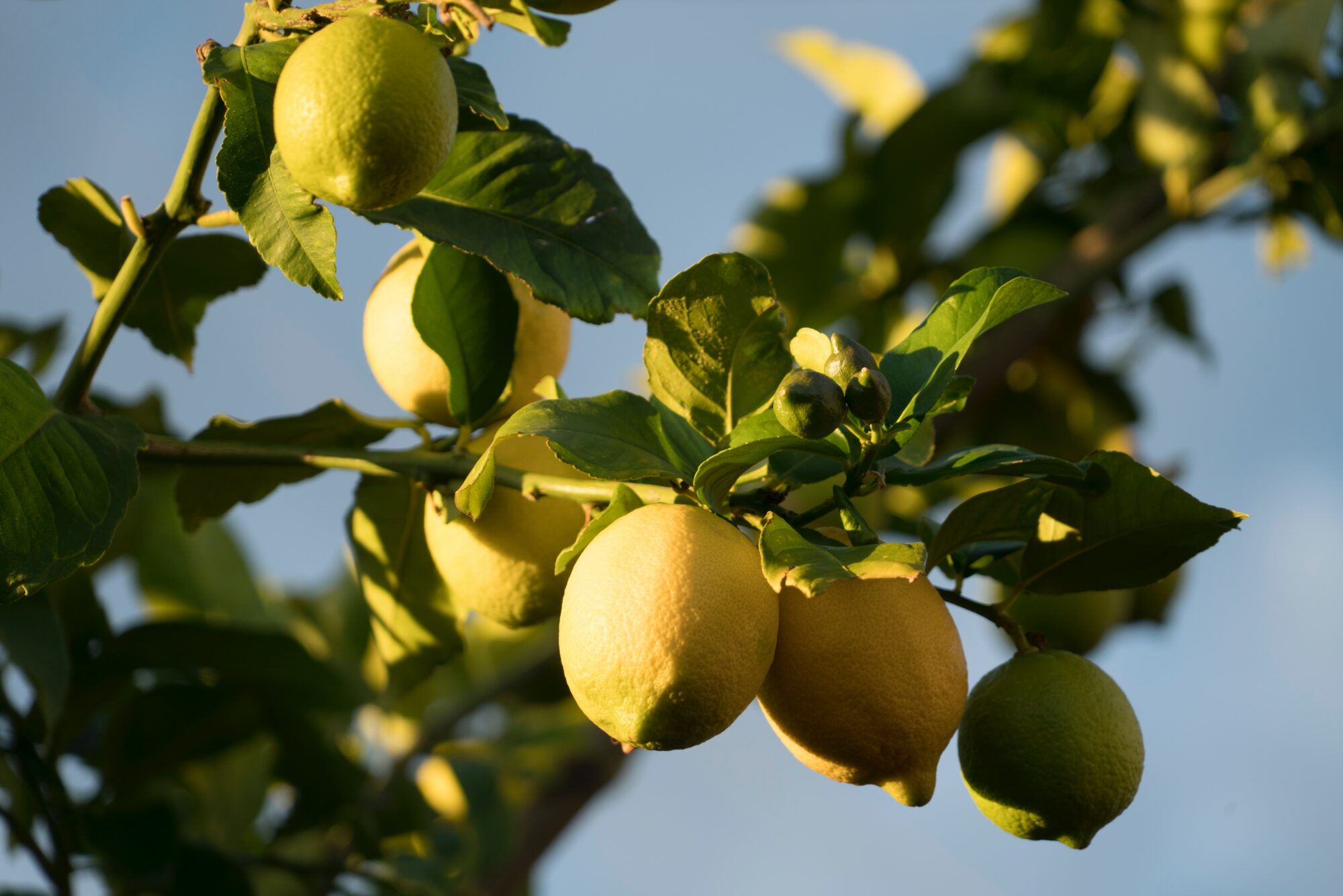 lemons on branch