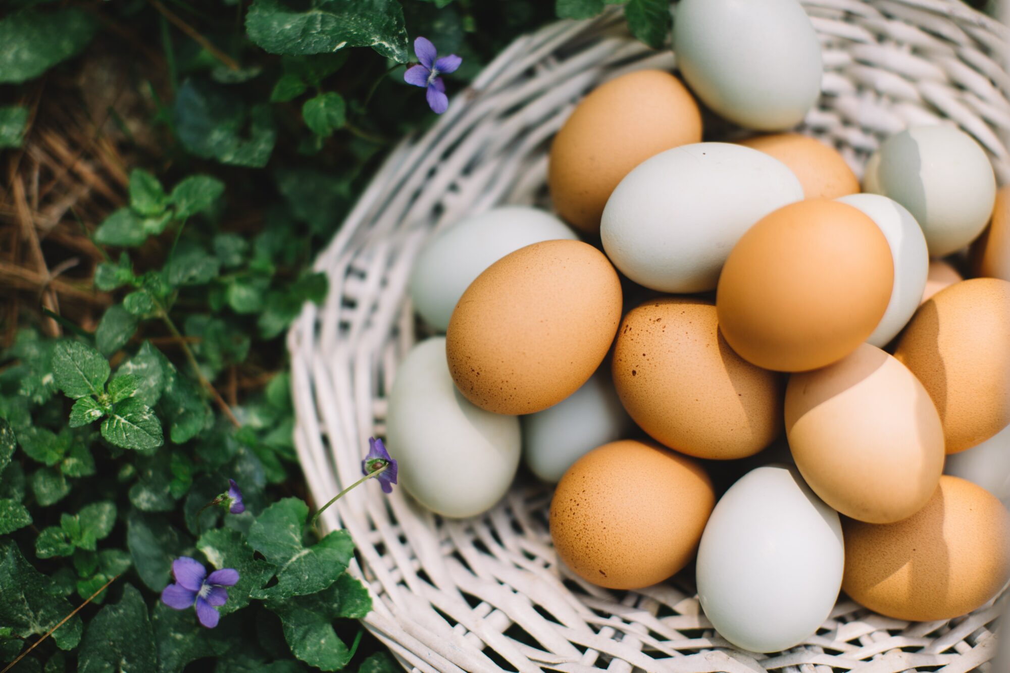 eggs in a basket