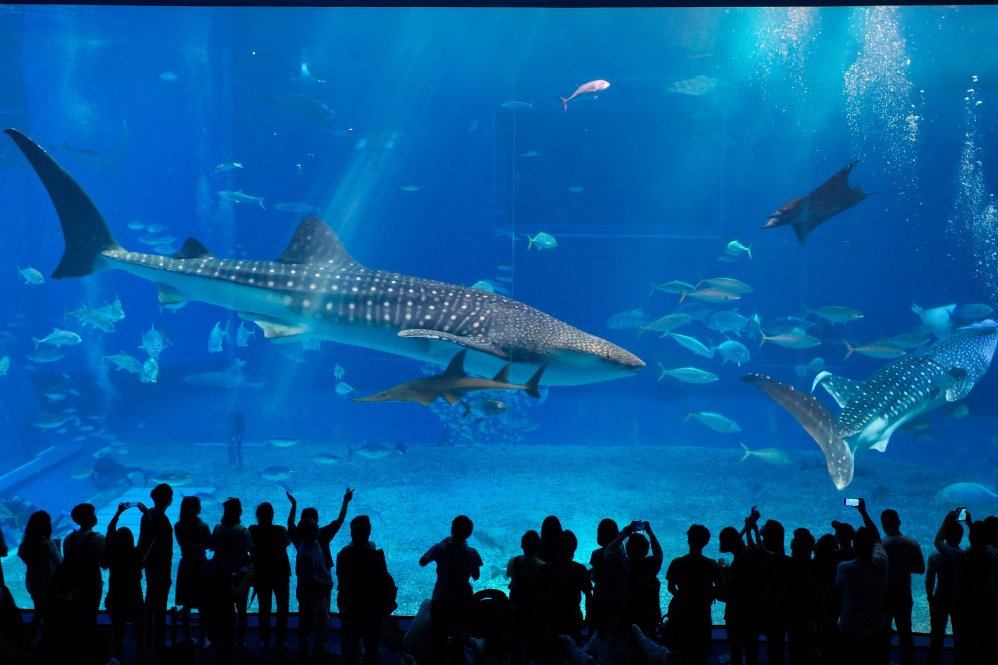 whale shark at aquarium
