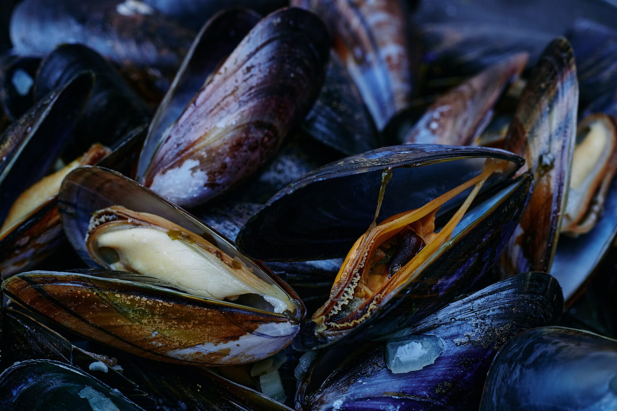 oysters