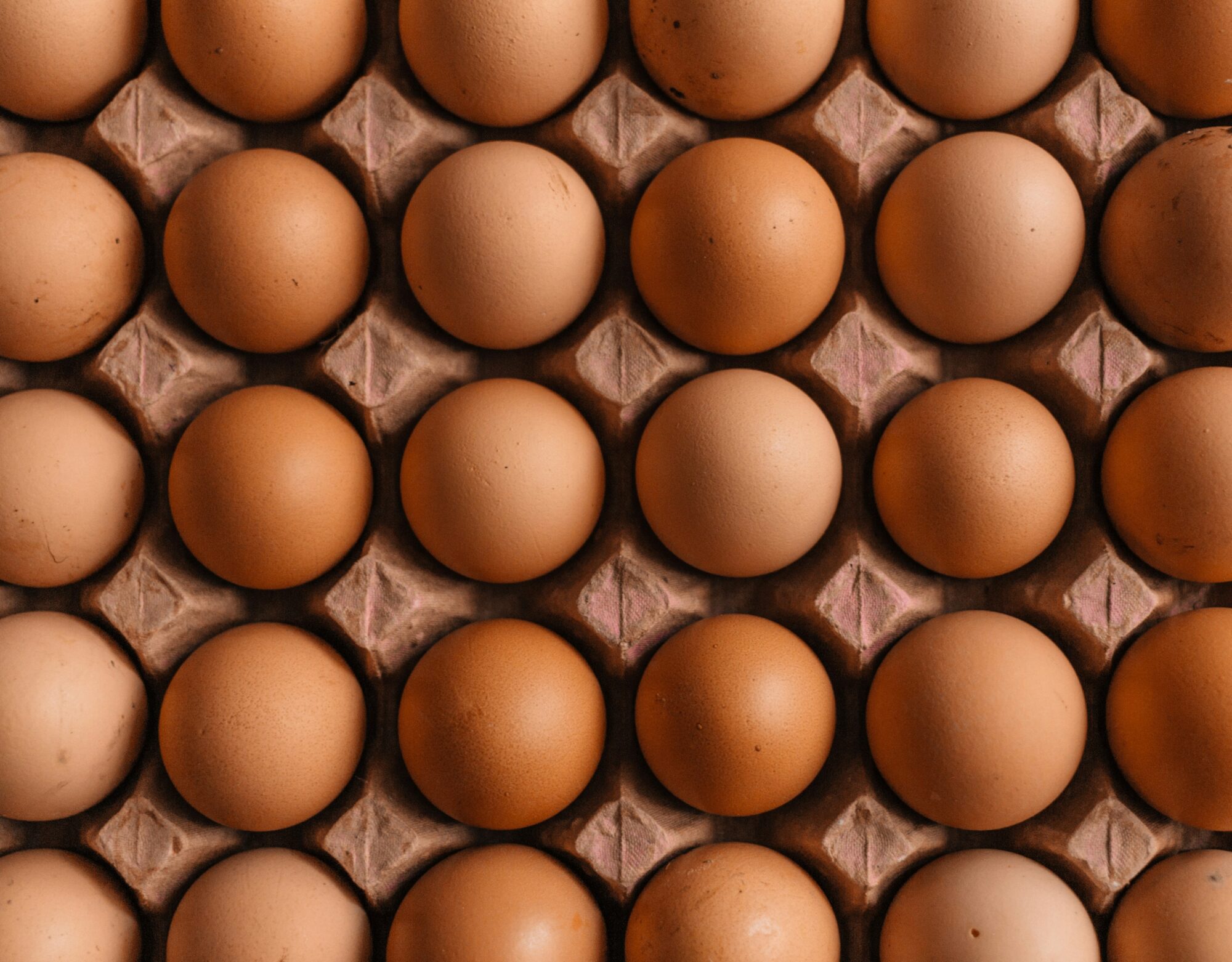 rows of eggs