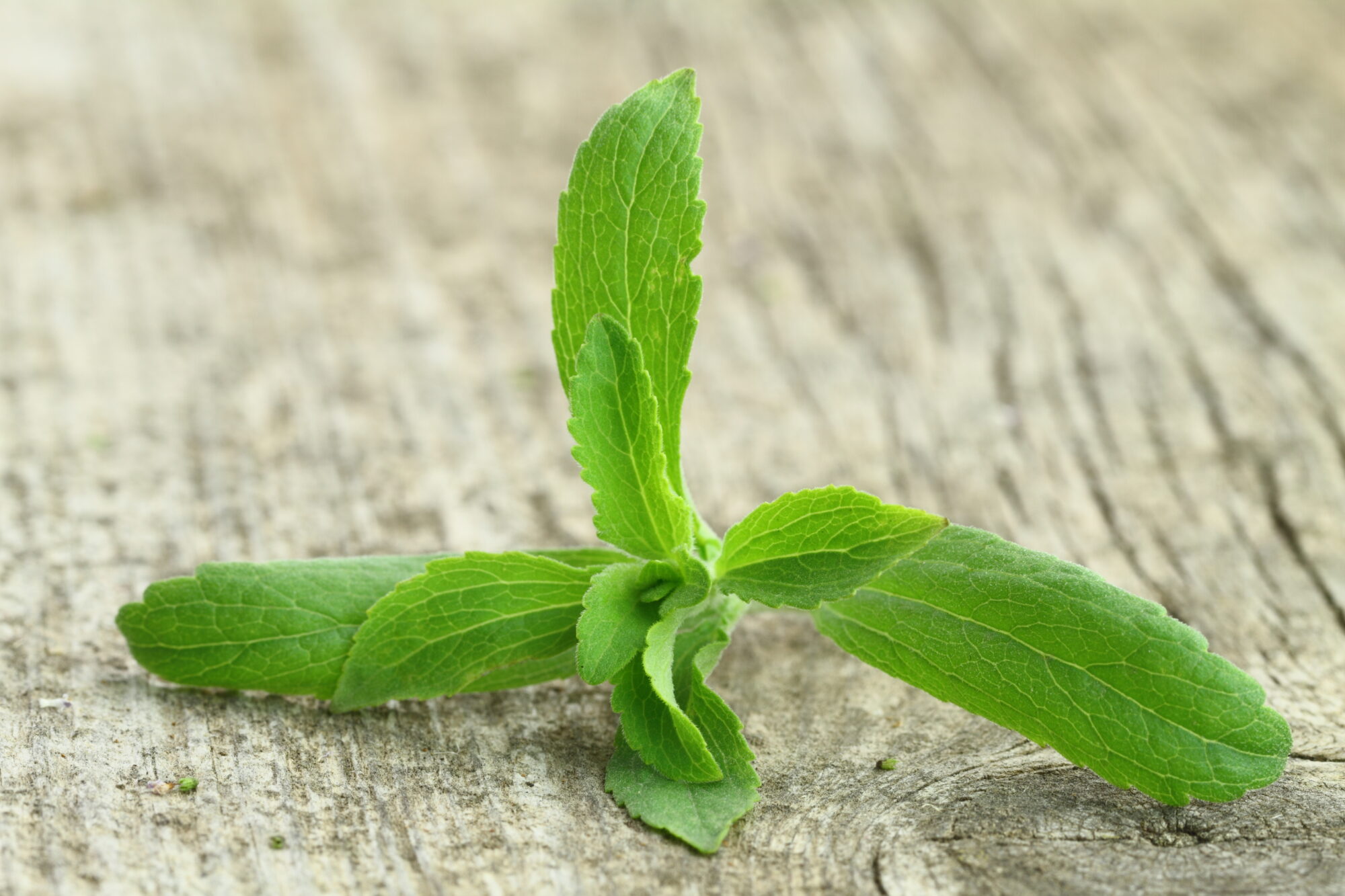 Stevia Rebaudiana plant on wooden background